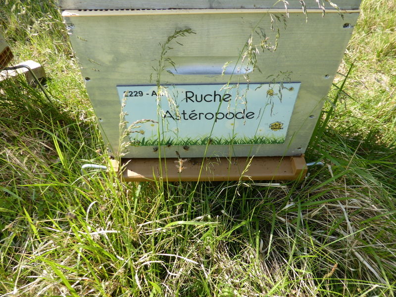 La ruche Astéropode
