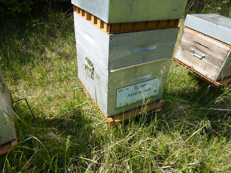 La ruche Astéropode