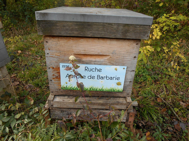 La ruche Aurore de Barbarie