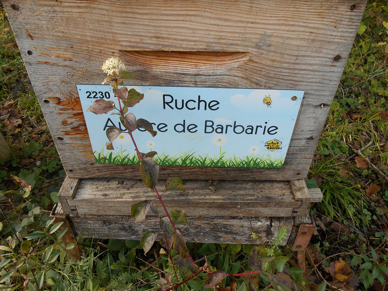 La ruche Aurore de Barbarie