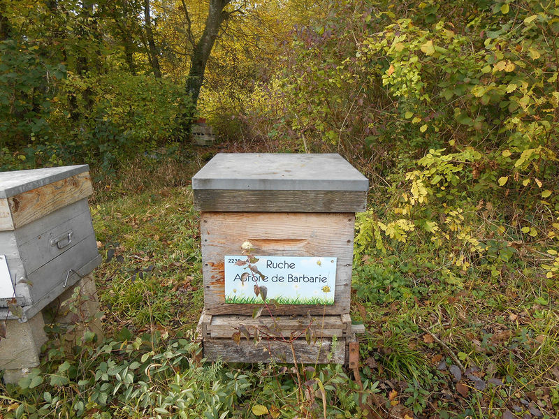 La ruche Aurore de Barbarie