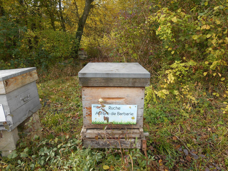 La ruche Aurore de Barbarie