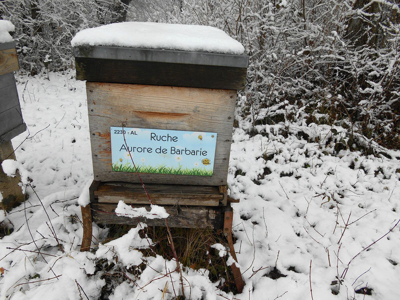 La ruche Aurore de Barbarie