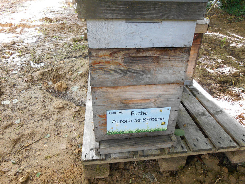 La ruche Aurore de Barbarie