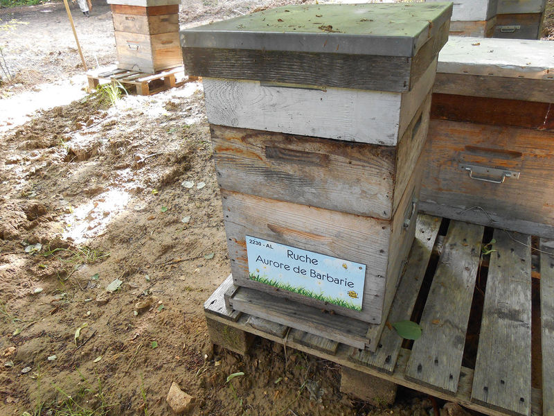 La ruche Aurore de Barbarie