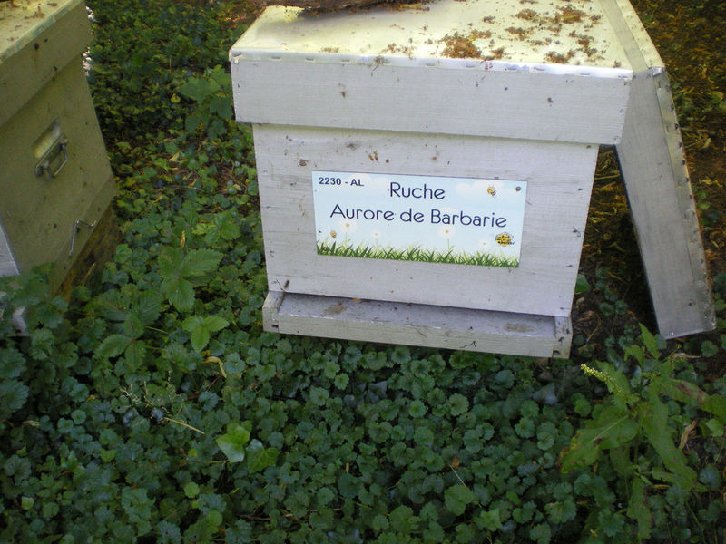 La ruche