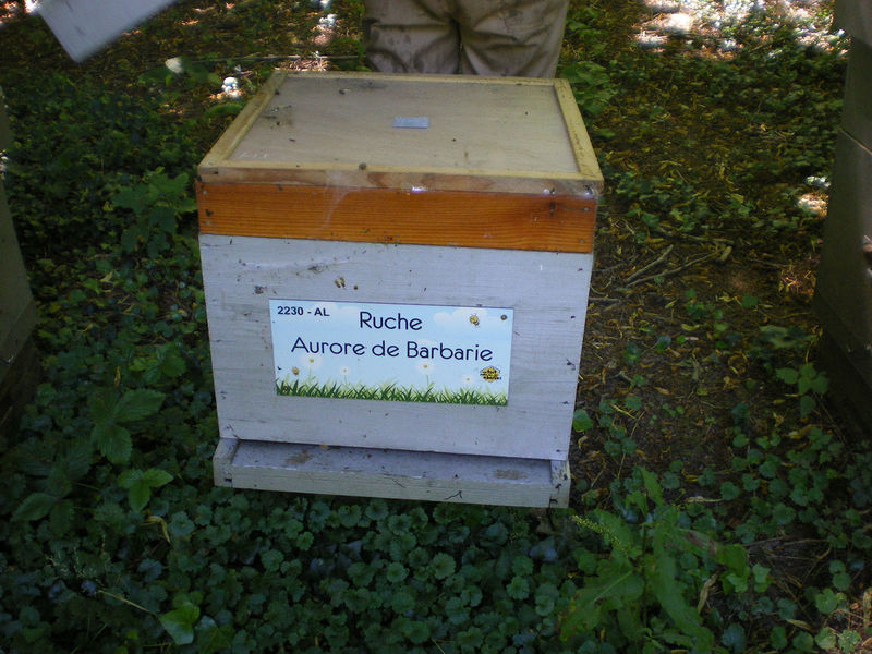 La ruche Aurore de Barbarie