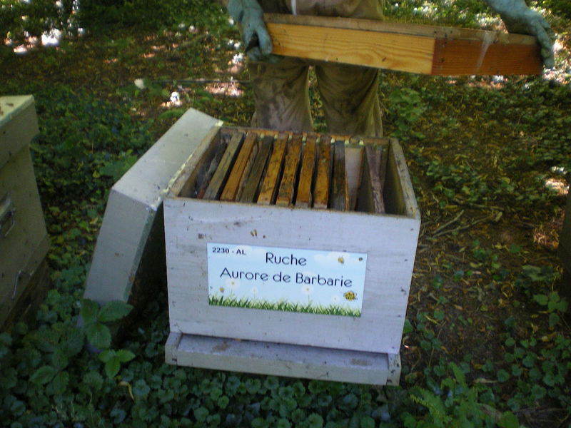 La ruche Aurore de Barbarie