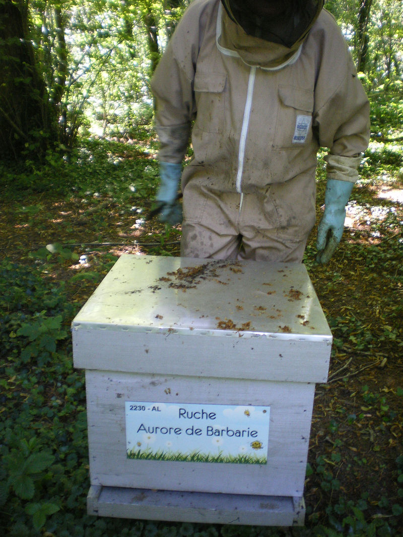 La ruche Aurore de Barbarie