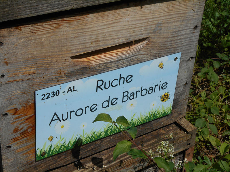 La ruche Aurore de Barbarie
