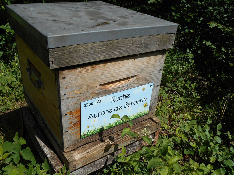 La ruche Aurore de Barbarie