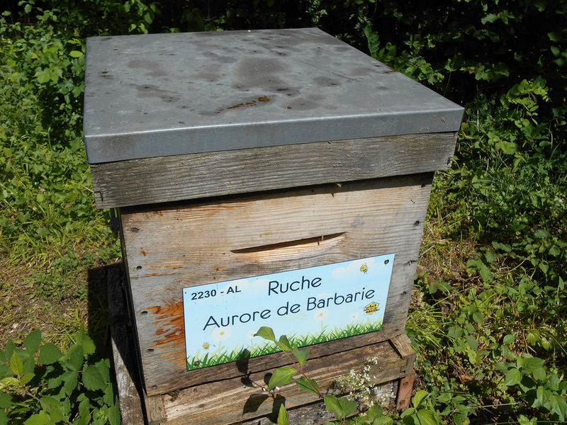 La ruche Aurore de Barbarie