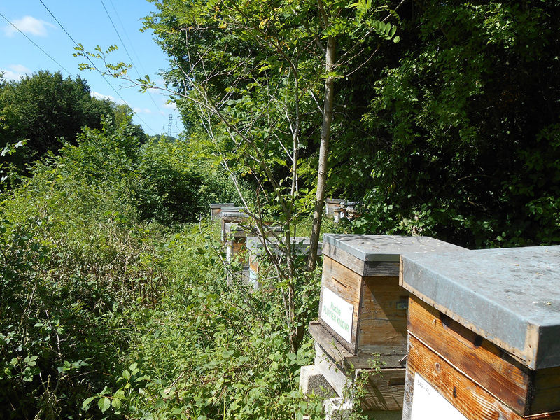 La ruche Aurore de Barbarie