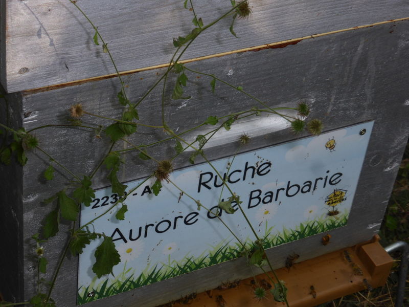 La ruche Aurore de Barbarie