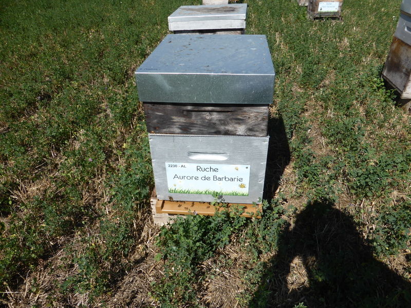 La ruche Aurore de Barbarie