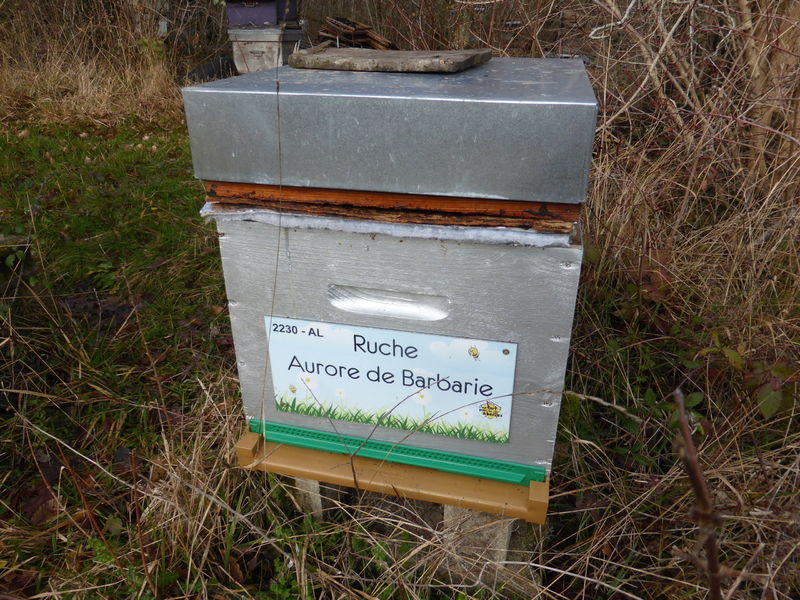 La ruche Aurore de Barbarie