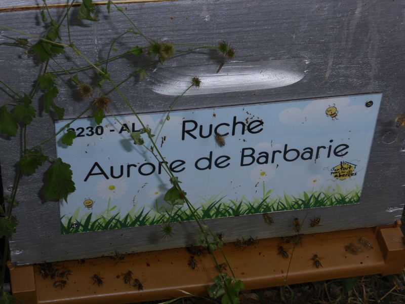 La ruche Aurore de Barbarie