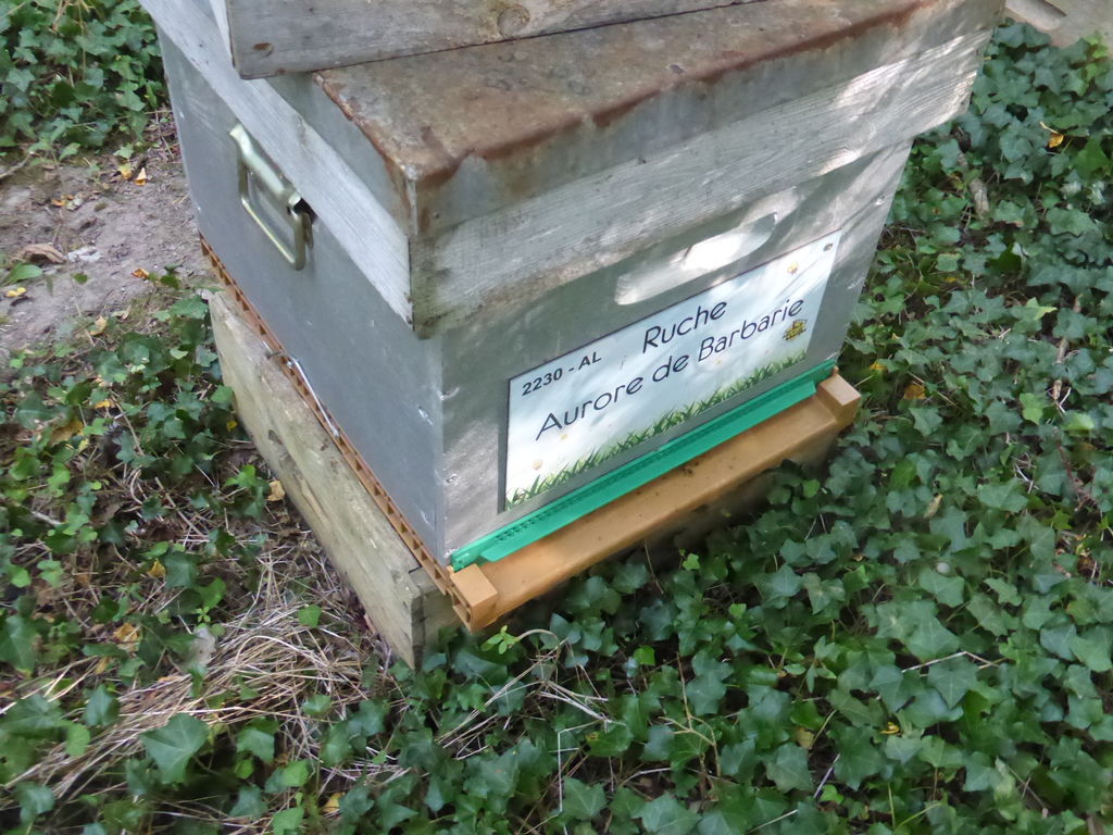 La ruche Aurore de Barbarie