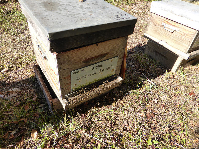 La ruche Aurore de Barbarie