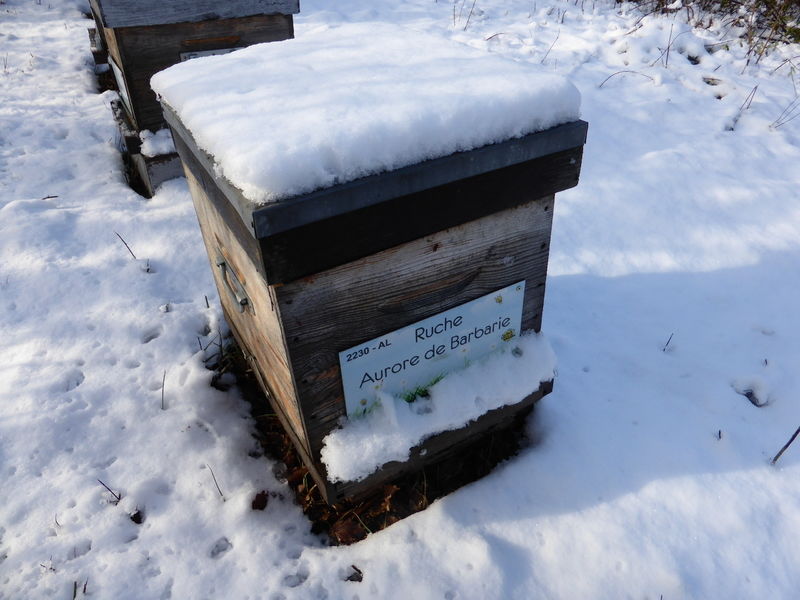 La ruche Aurore de Barbarie