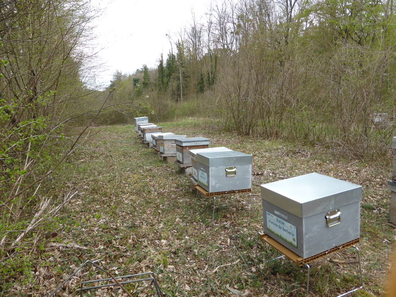 La ruche Aurore de Barbarie