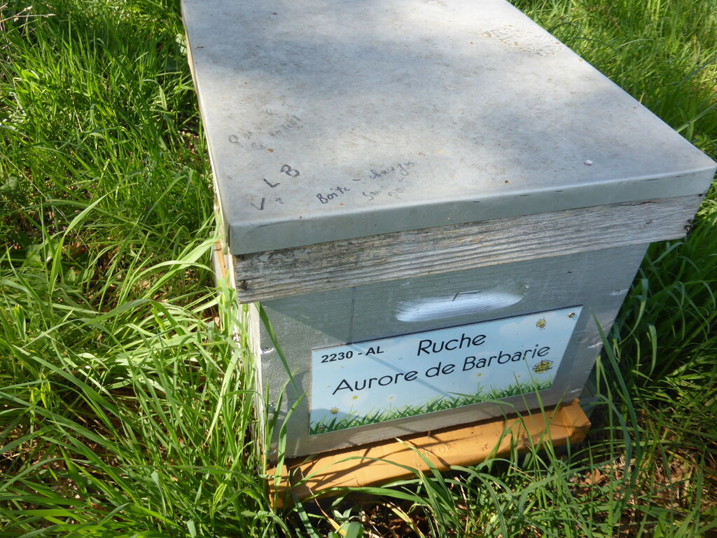 La ruche Aurore de Barbarie