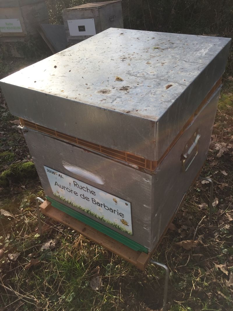 La ruche Aurore de Barbarie