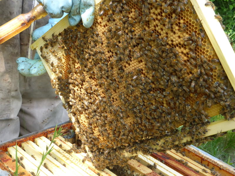 La ruche Aurore de Barbarie