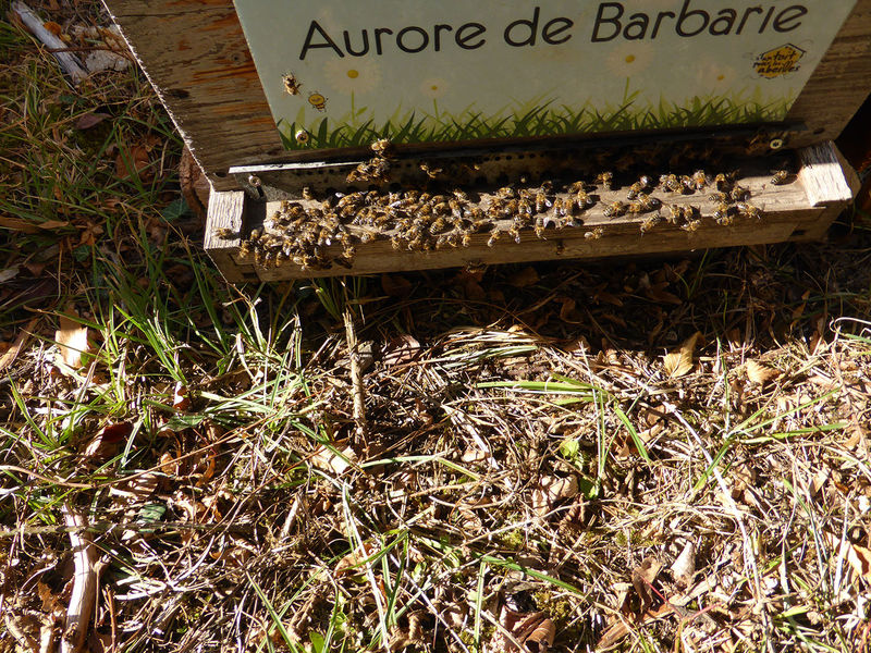 La ruche Aurore de Barbarie