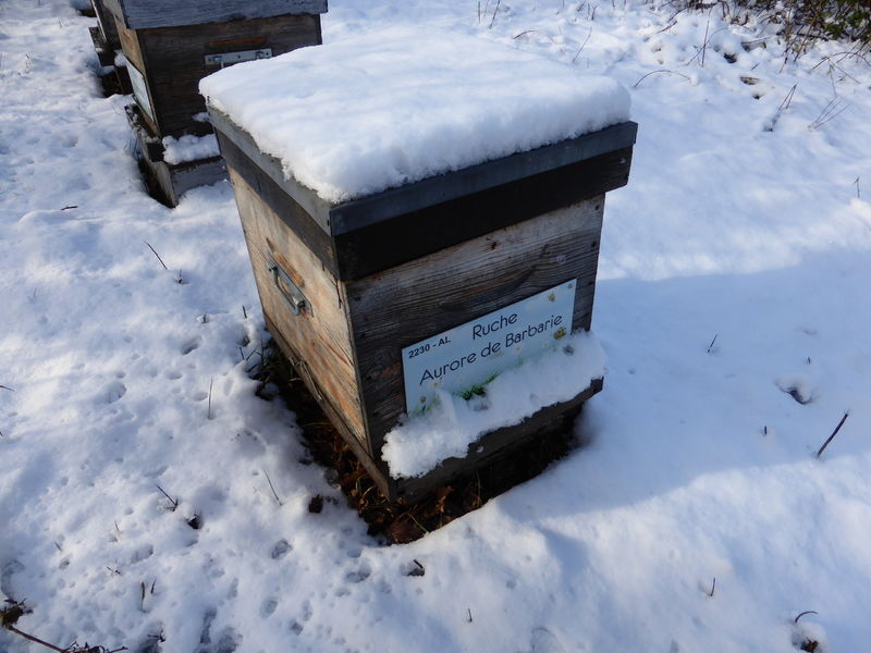 La ruche Aurore de Barbarie