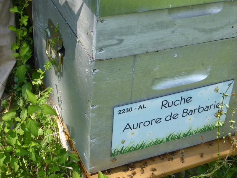 La ruche Aurore de Barbarie