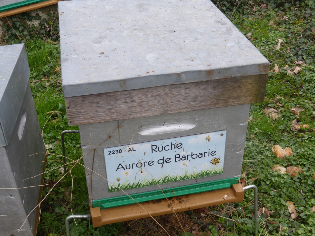 La ruche Aurore de Barbarie