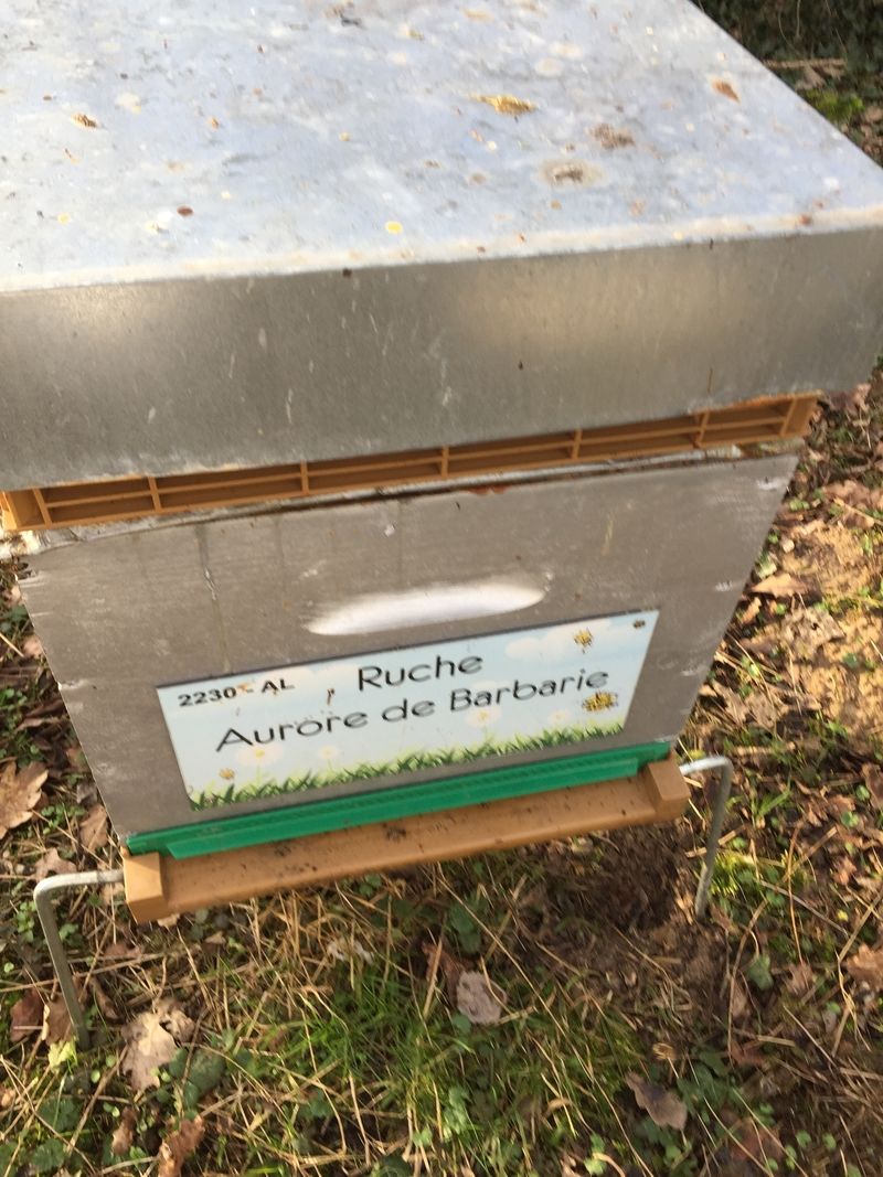 La ruche Aurore de Barbarie