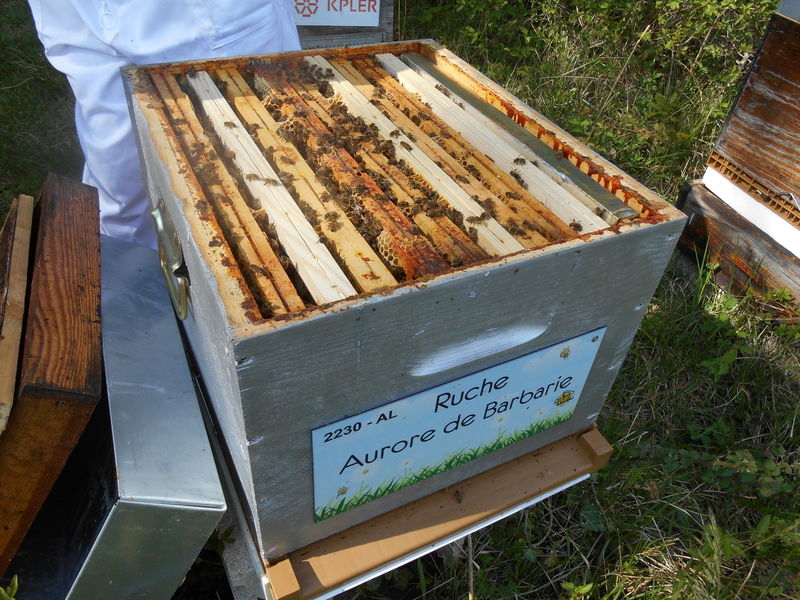 La ruche Aurore de Barbarie