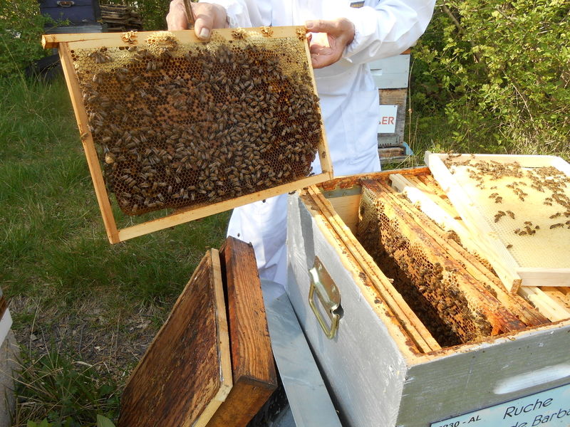 La ruche Aurore de Barbarie