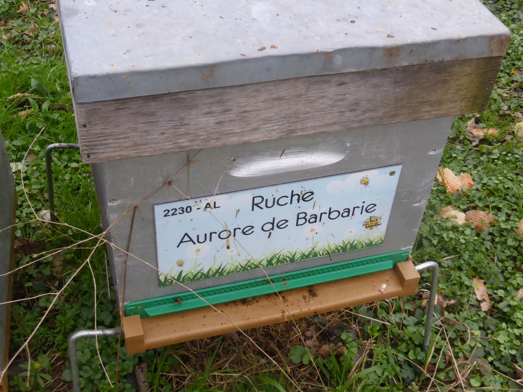 La ruche Aurore de Barbarie