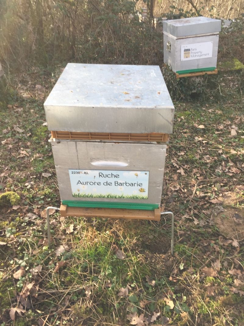 La ruche Aurore de Barbarie