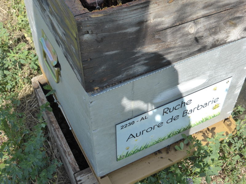 La ruche Aurore de Barbarie