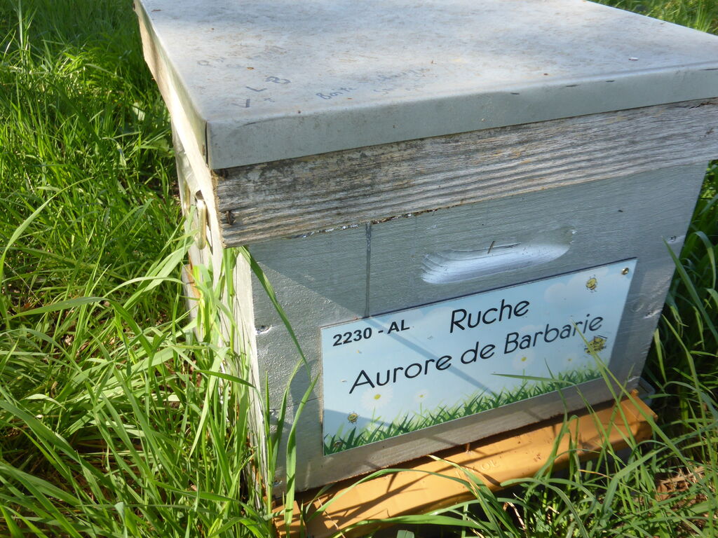 La ruche Aurore de Barbarie