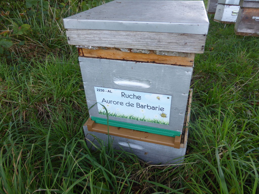 La ruche Aurore de Barbarie