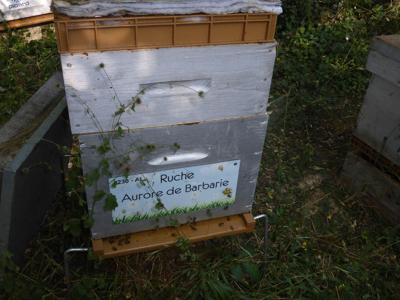 La ruche Aurore de Barbarie