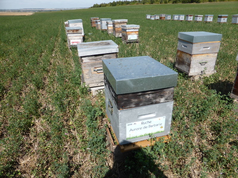 La ruche Aurore de Barbarie