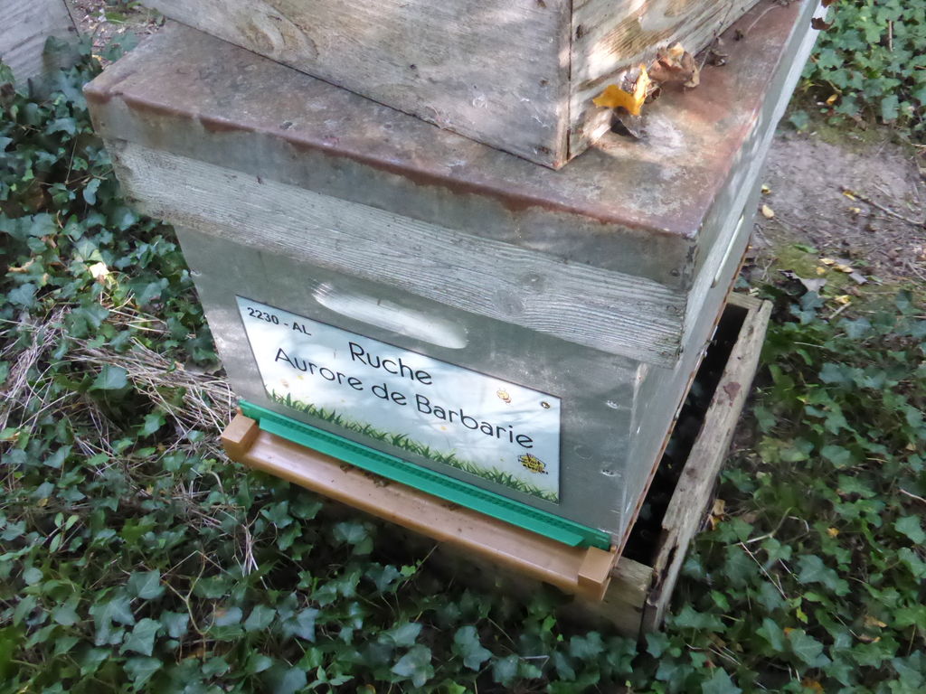 La ruche Aurore de Barbarie