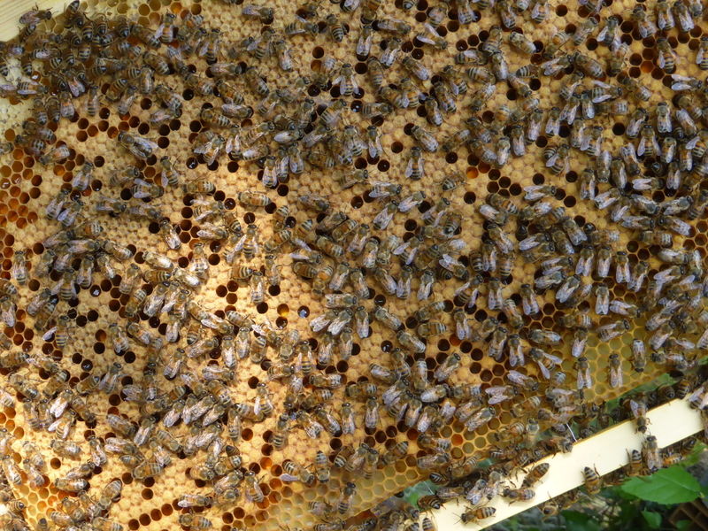 La ruche Aurore de Barbarie