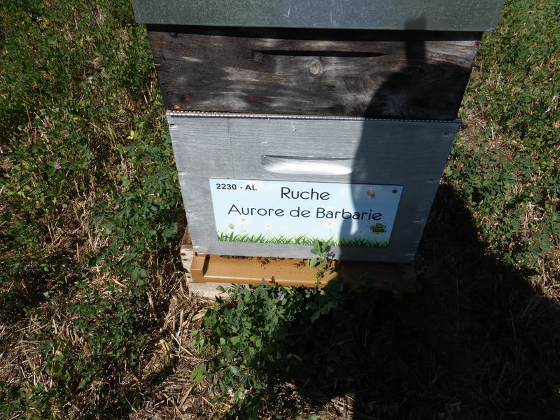 La ruche Aurore de Barbarie