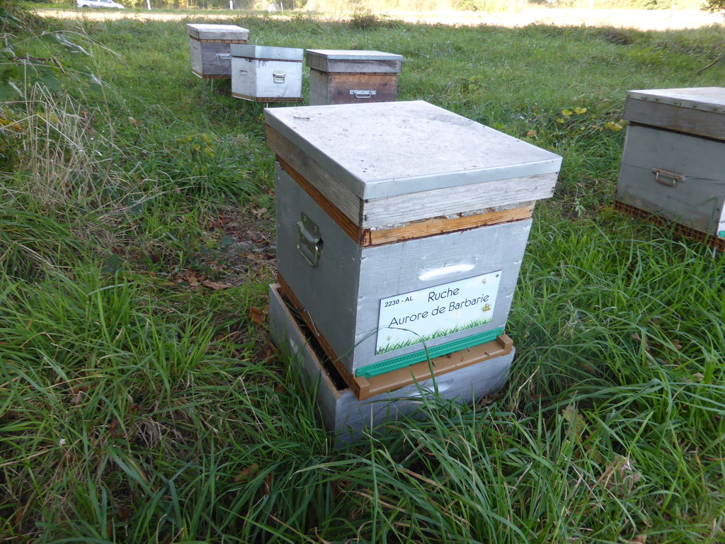 La ruche Aurore de Barbarie