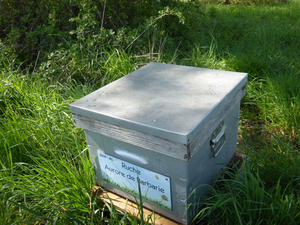 La ruche Aurore de Barbarie