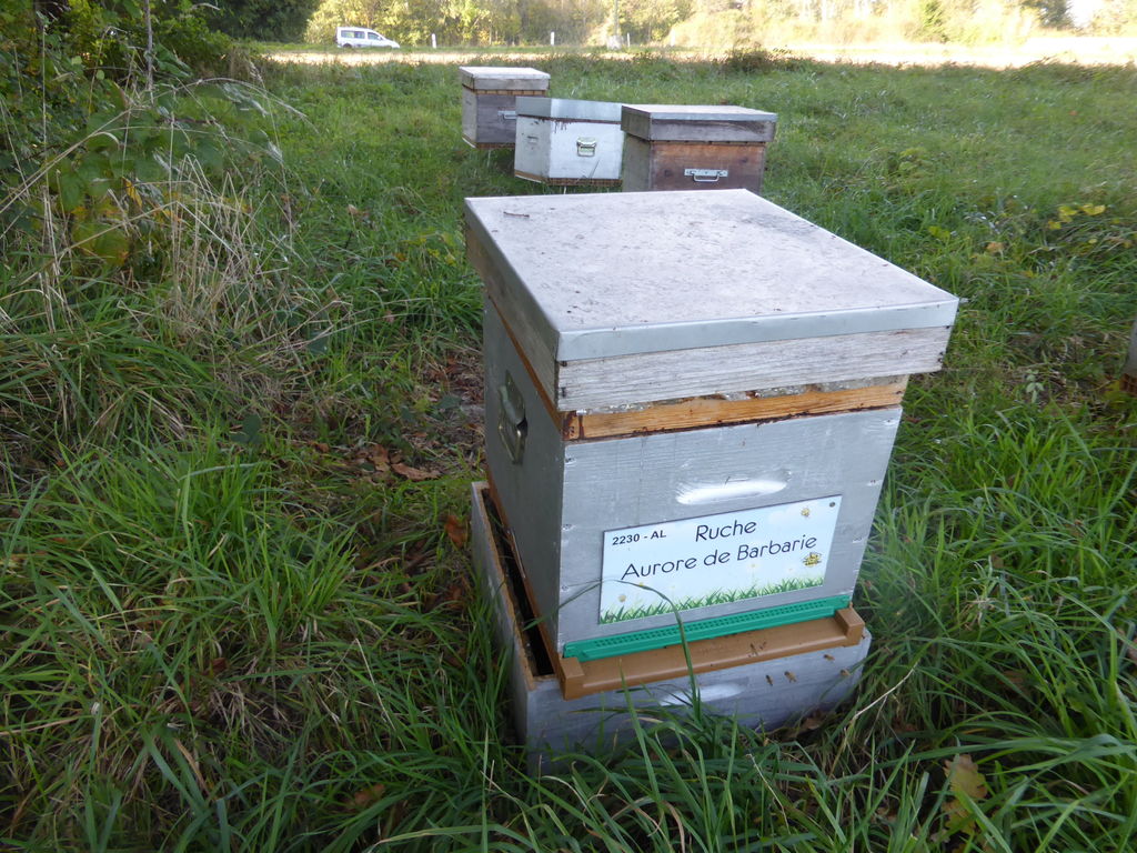 La ruche Aurore de Barbarie