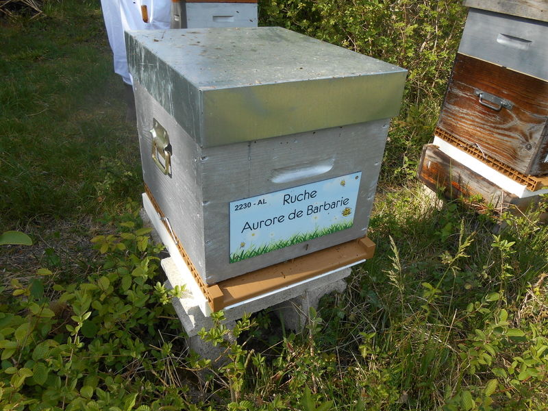 La ruche Aurore de Barbarie