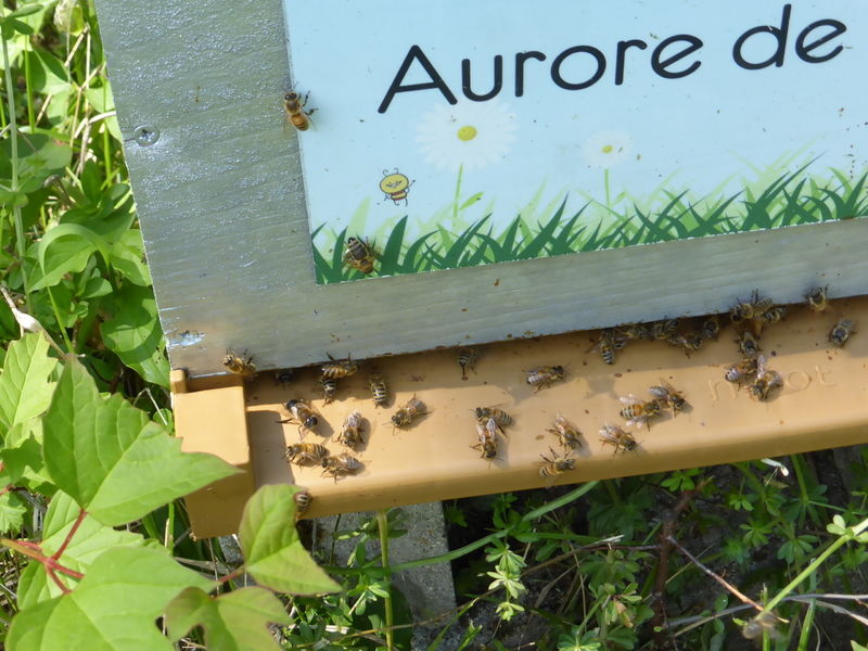 La ruche Aurore de Barbarie